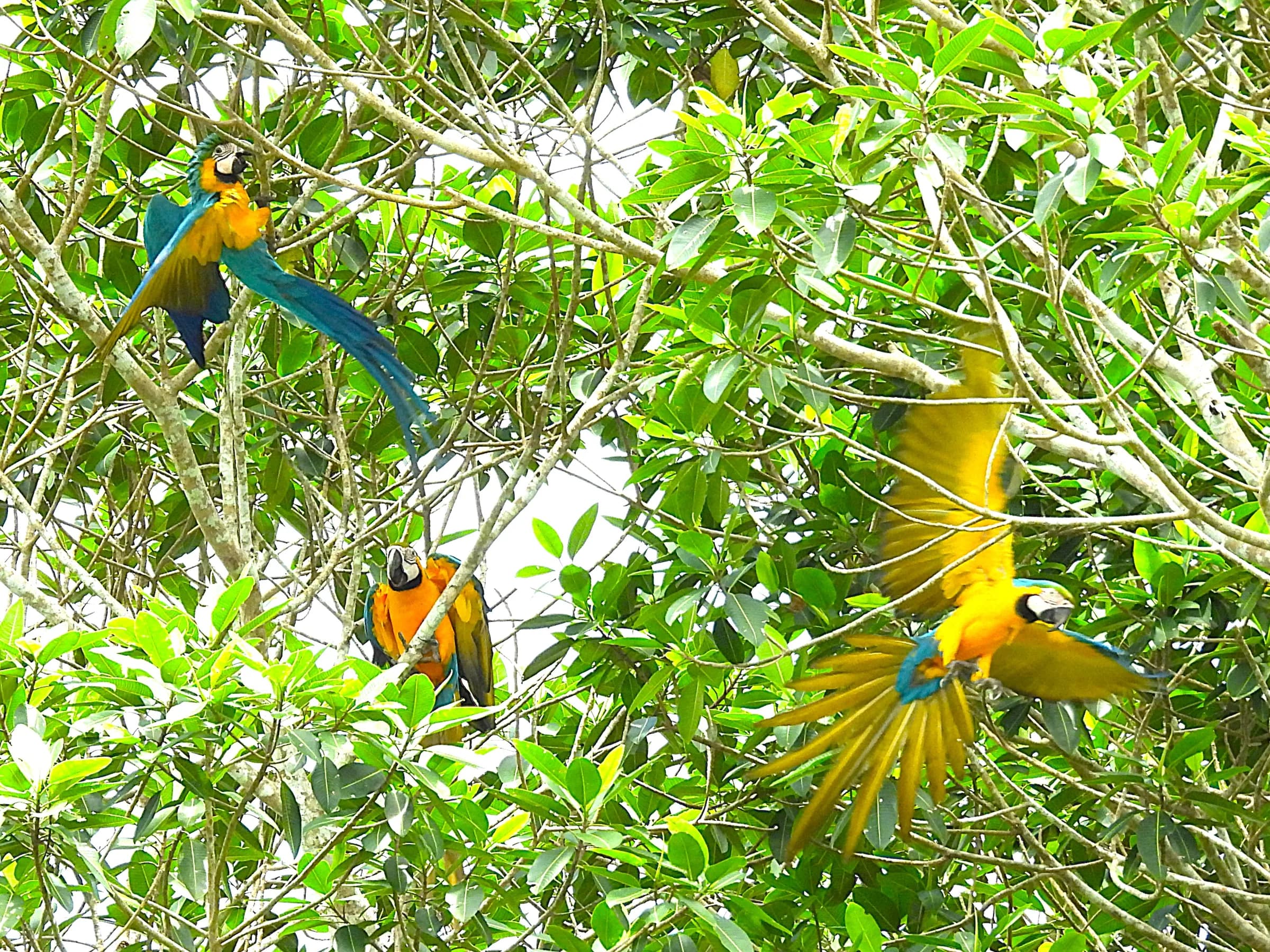 Amazon rainforest landscape near Iquitos, Peru