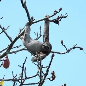 Classic Amazon rainforest tour package with jungle lodge in Iquitos Perú