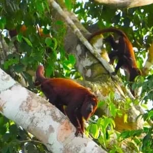 4-days Amazon rainforest wildlife tour package in Iquitos Perú