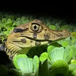 5 days Amazon rainforest tour package with culture immersion in Iquitos