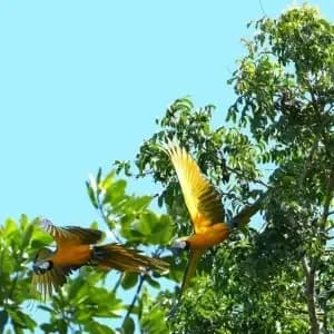 Amazon rainforest tour package from Iquitos Peru