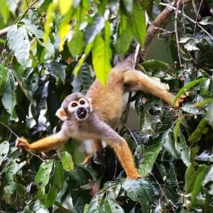Amazon rainforest tour package from Iquitos Peru